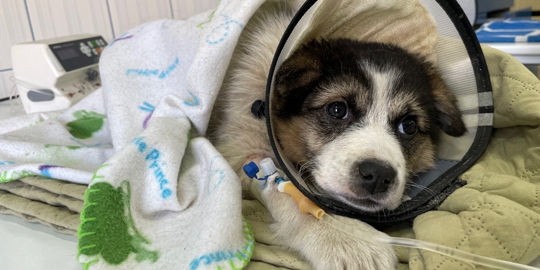 Слёзка ищет дом: в Нижнем Тагиле выходили щенка, которого сбила машина