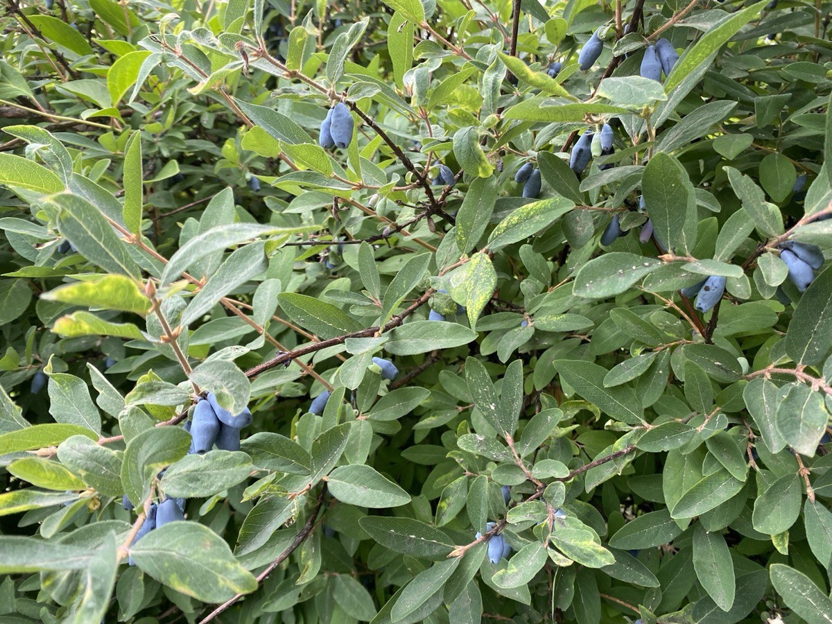 Спелая жимолость. Фото автора