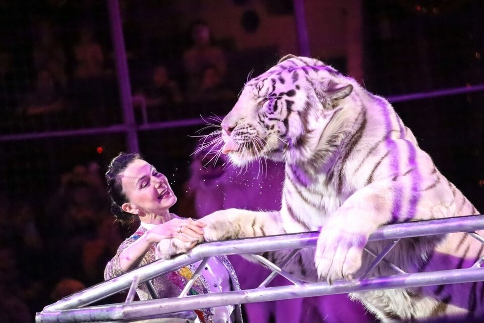 Будут хищники. Фото Яндекс.Картинки. 