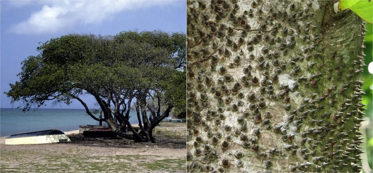    Самое опасное дерево планеты — хура взрывающаяся: оно ядовито, а семена выстреливают со скоростью пули. Источники изображений: scienews.com, belcson.ru