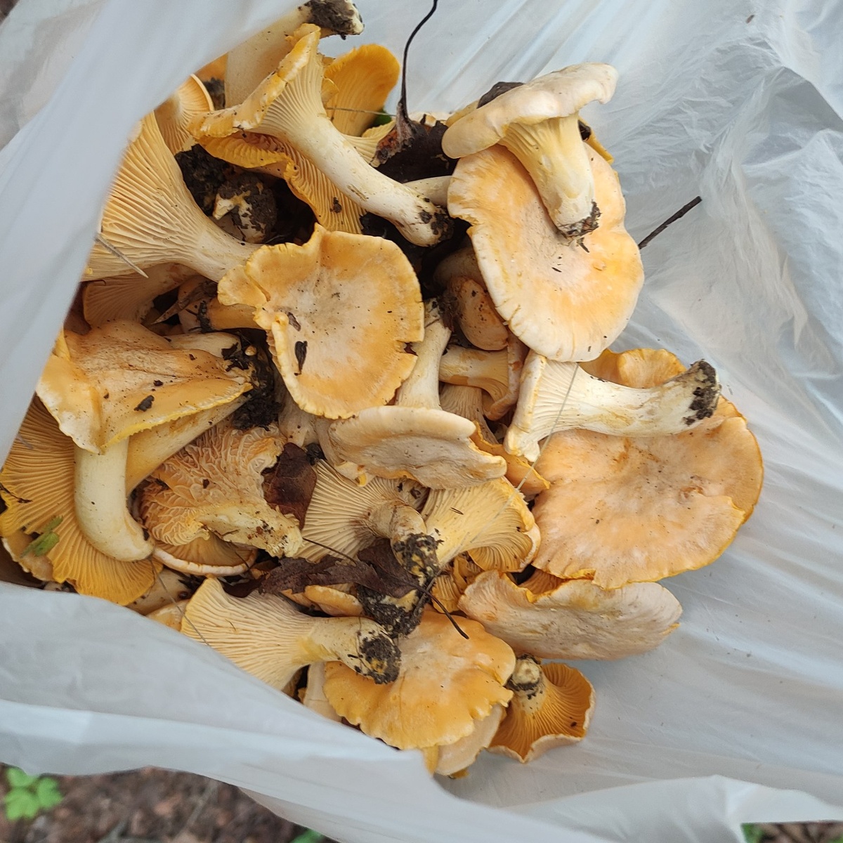 фото от 18 июля