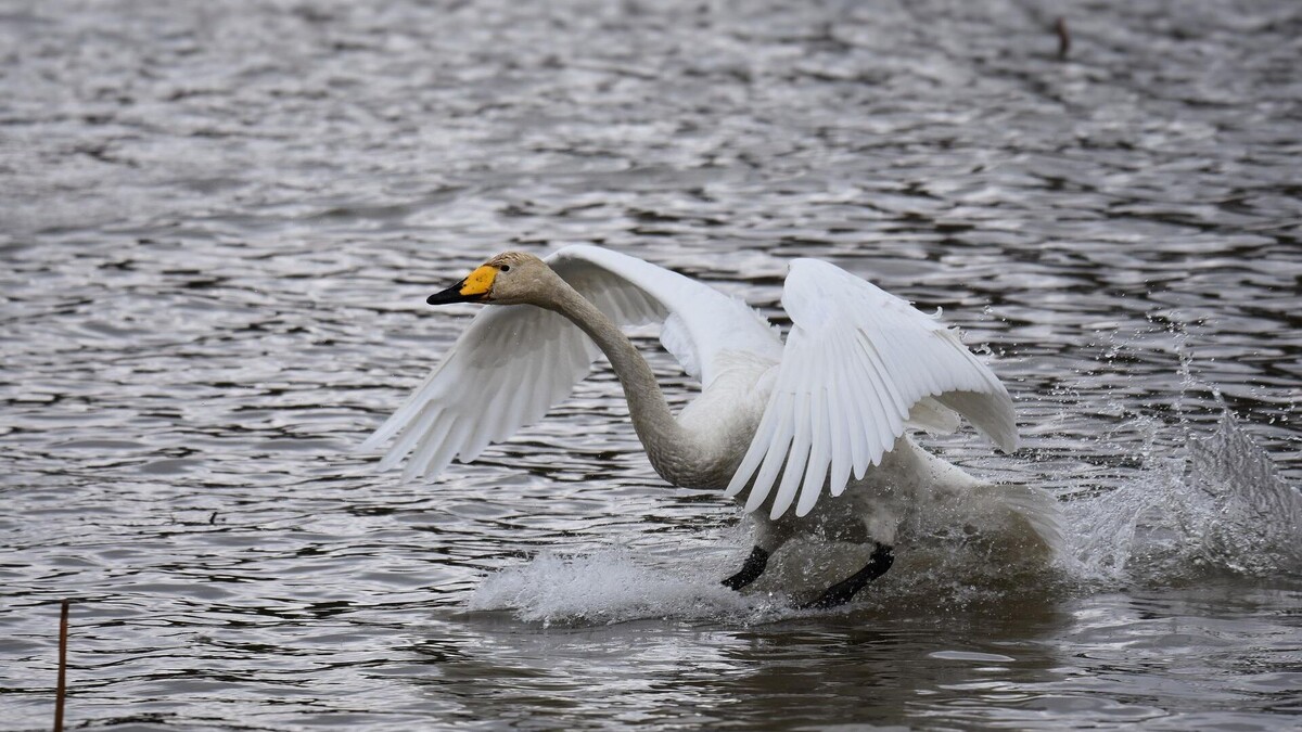 Фото с сайта: https://radiosputnik.ru/20210118/lebedi-1593570684.html