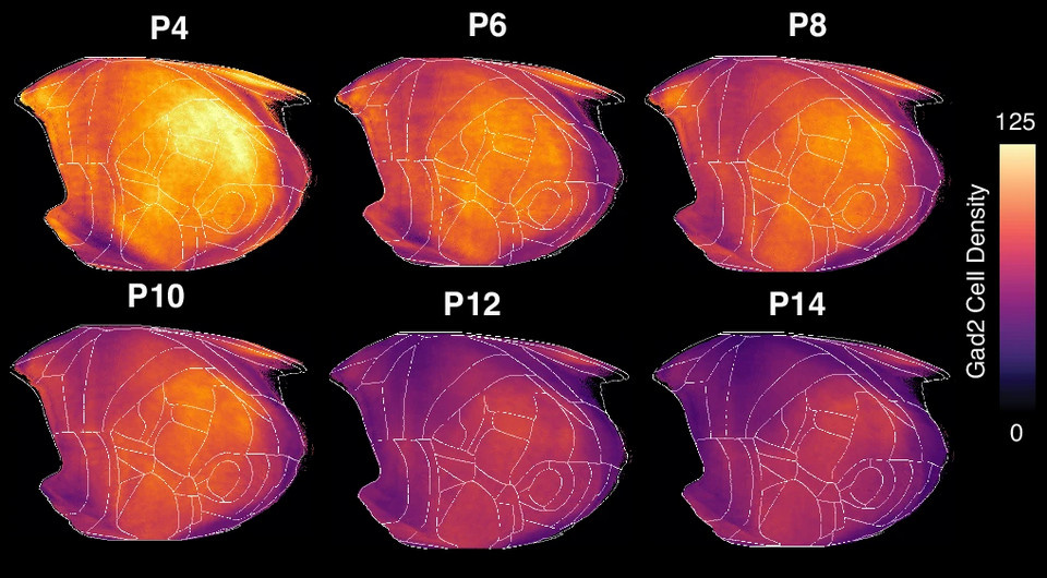   Josephine K. Liwang et al. / Nature Communications, 2025