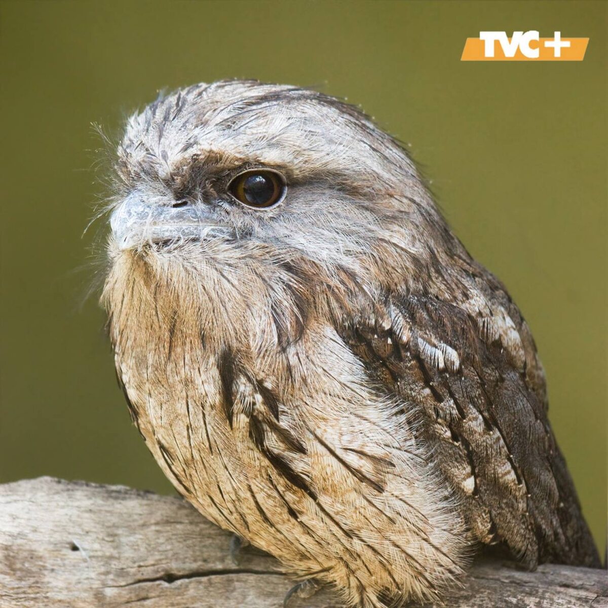 Дымчатый лягушкорот 