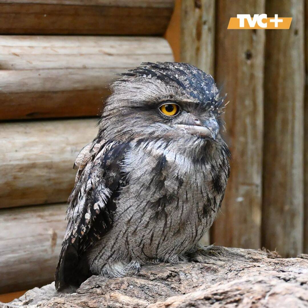 Дымчатый лягушкорот 