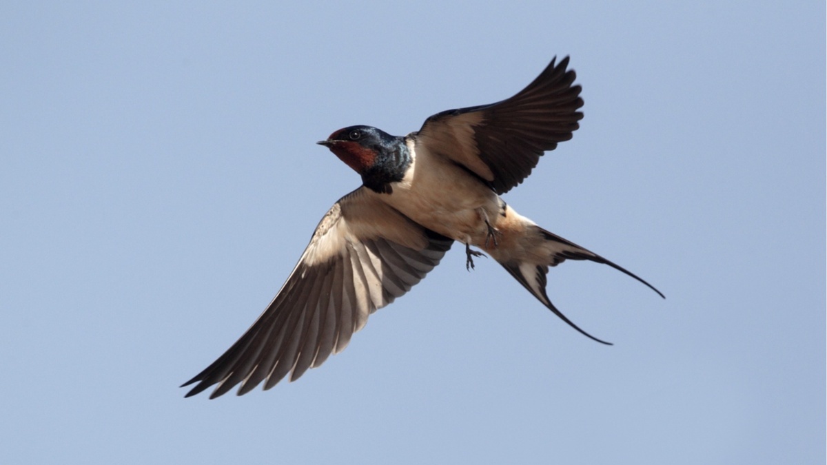 Фото с сайта: https://www.actualno.com/curious/izumitelnijat-svjat-na-ljastovicite-3-fakta-za-tezi-vestiteli-na-proletta-news_2450120.html