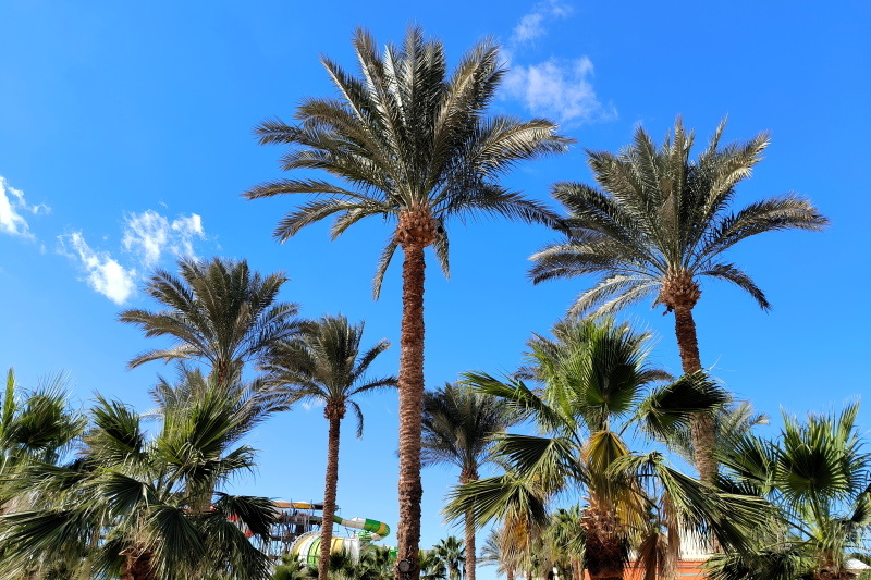    Люди летели с отдыха на египетском курорте, многие были с детьми. Фото: Maksim Konstantinov/Globallookpress