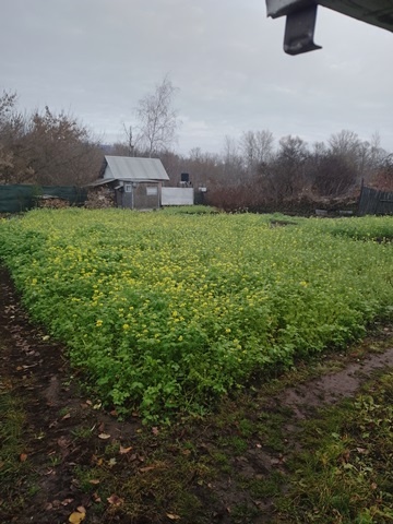 Фото моего огородика 30 октября 2025г.