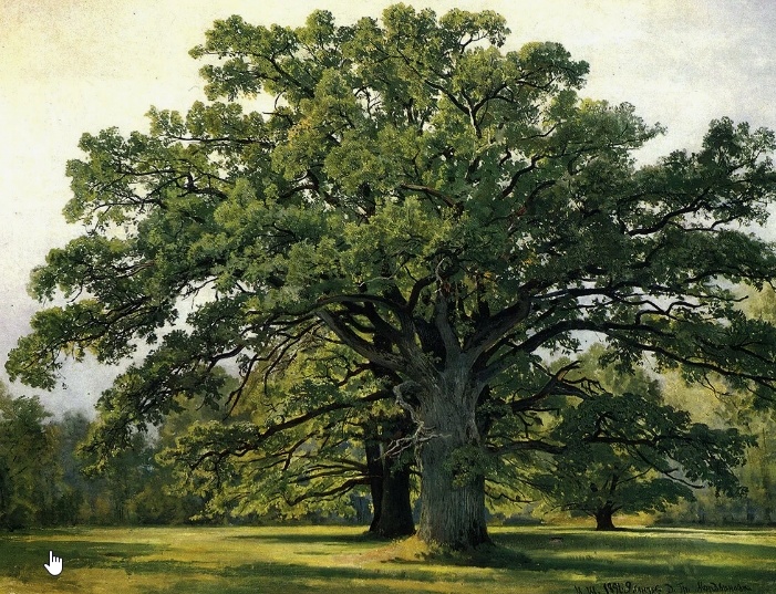 Дуб Мичурина