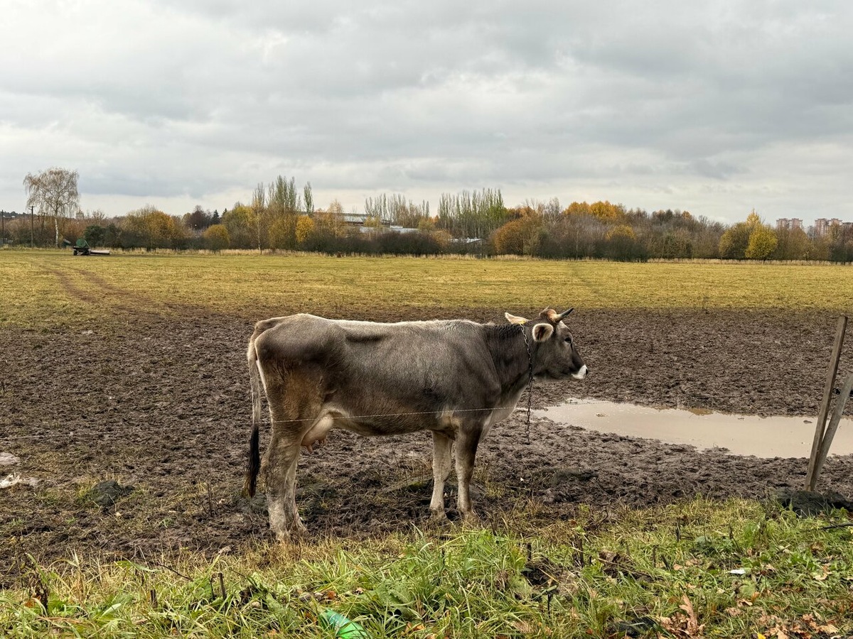 Вид на Дубровиц со стороны окружной дороги. в левой части - над бочкой - виден купол храма. Здание ВИЖа на горизонте в центре. Застройка планируется на линии кустарников на краю поля. Поле остается в ведении ВИЖа в качестве пастбища. Фото - октябрь 2025. Автор 
