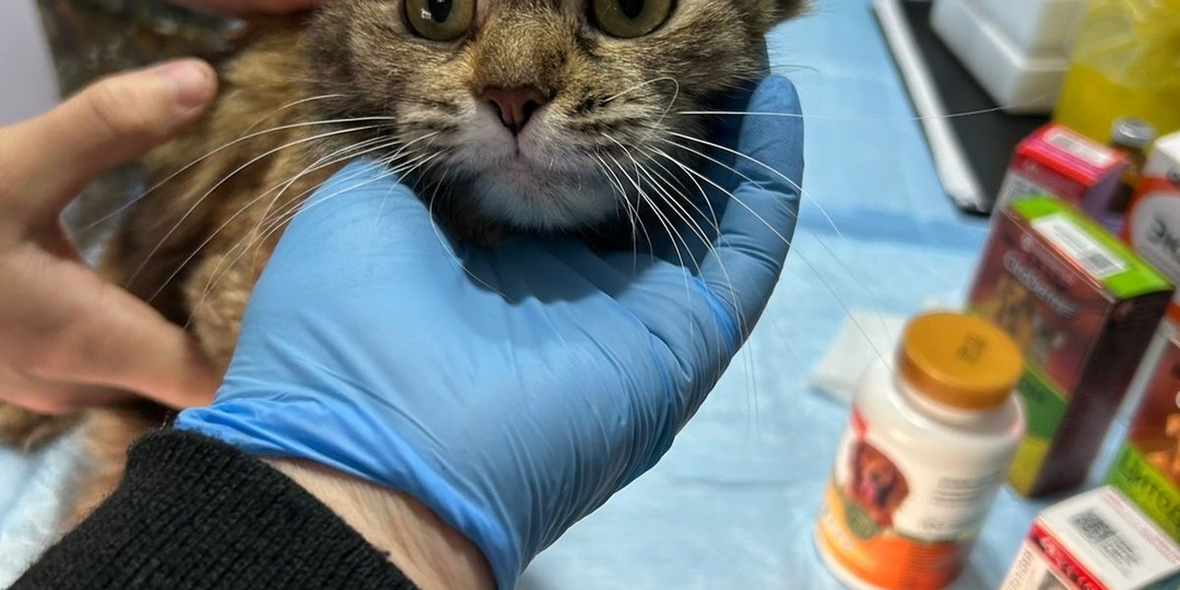 Ветеринары Сургутского района помогли животным в отдаленных поселениях