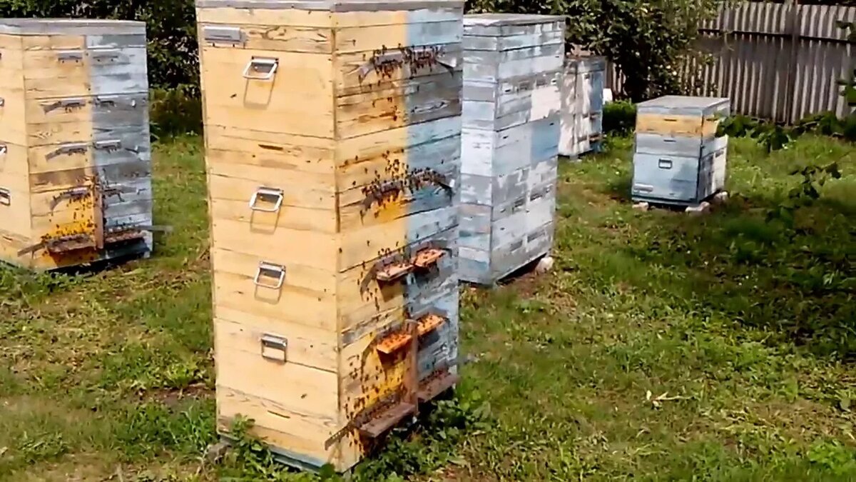 Корпусной улей с разделительной горизонтальной перегородкой.