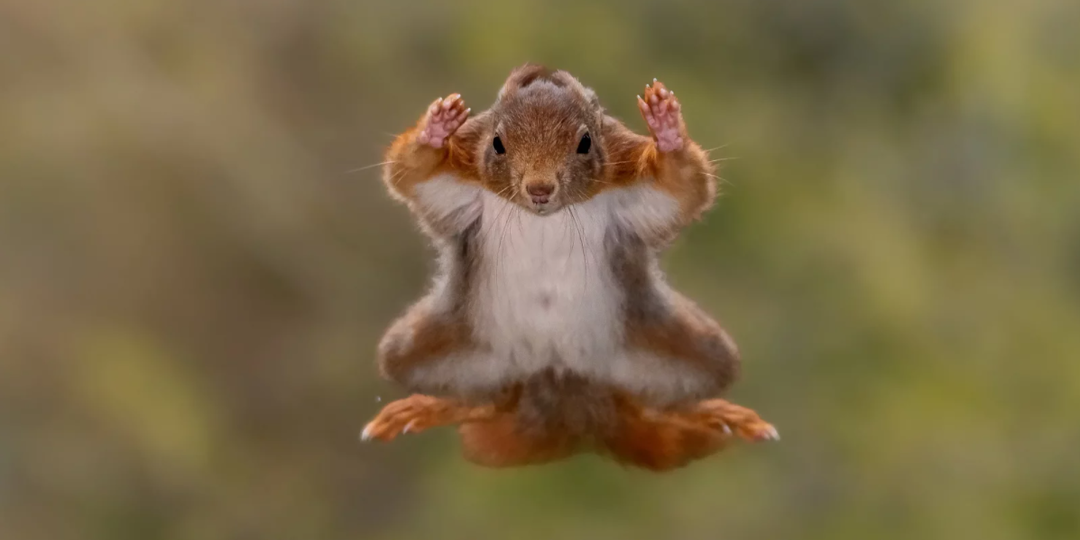 Самые смешные фото дикой природы (20 фото)