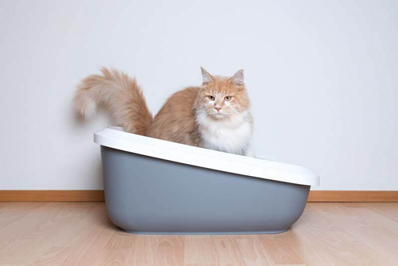 источник фото: https://storage-api.petstory.ru/resize/0x0x70/85/fd/4d/85fd4d9c611349f0860cd051bcafe455.jpeg
