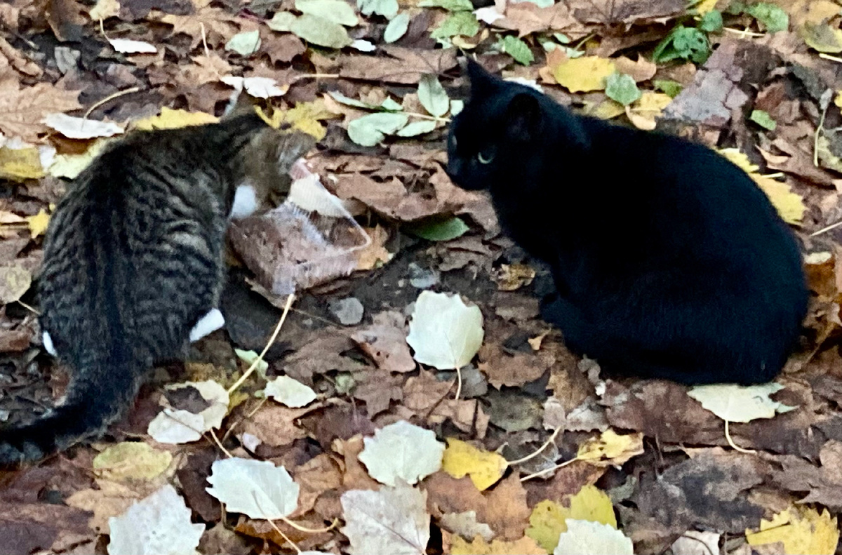 Котята-подростки