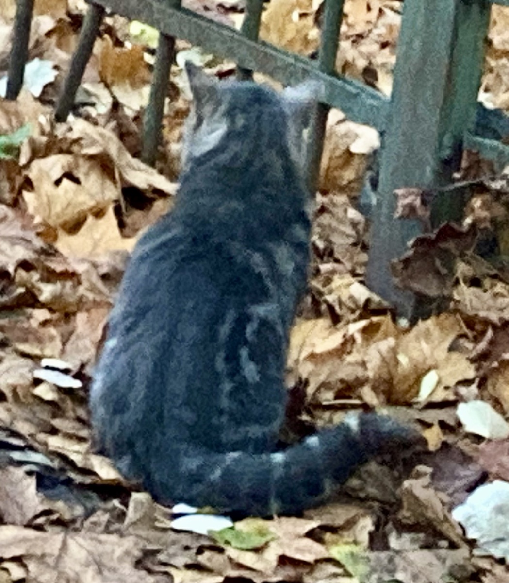 Пожилой кот