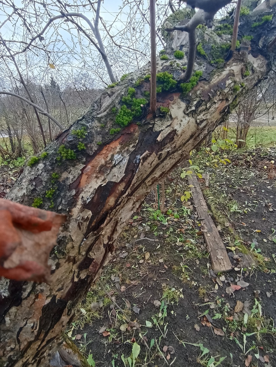 Мох на коре. 