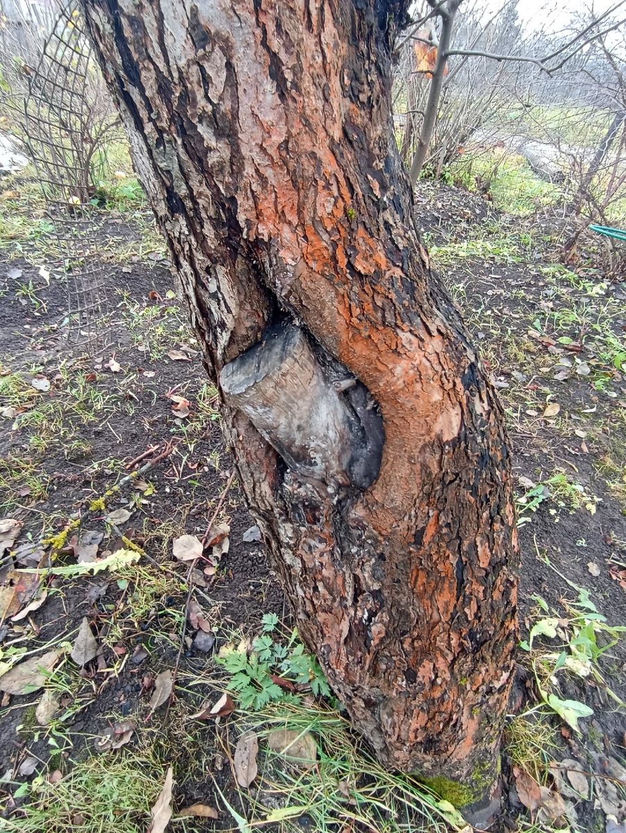 Неправильный спил ветки. 