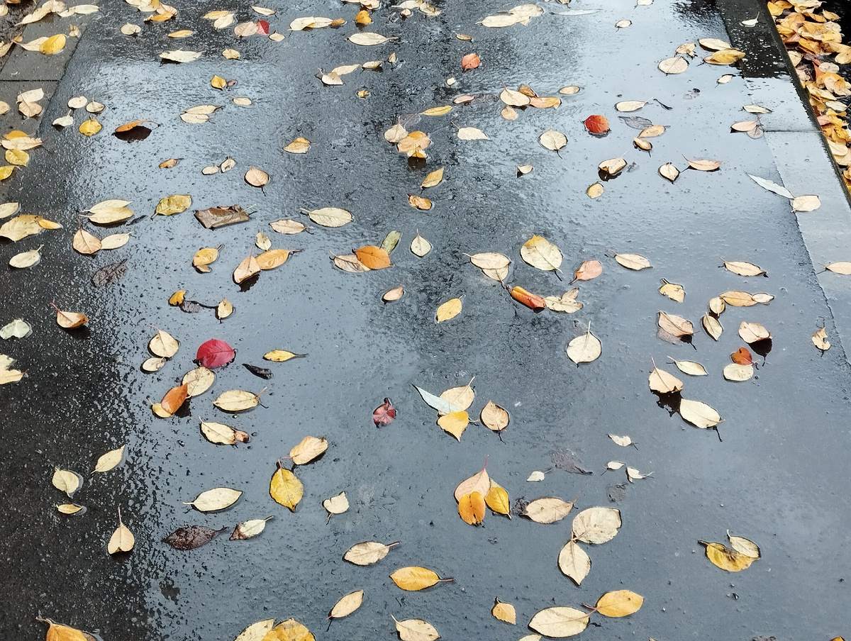 Октябрь в Отрадном. ЗДЕСЬ и далее фото автора и(или) из личного архива автора, если не указано иначе.