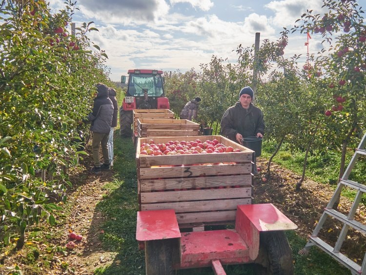 Фото: ГК МБК📷    Рекордный урожай яблок на Брянщине собрали студенты из Москвы
