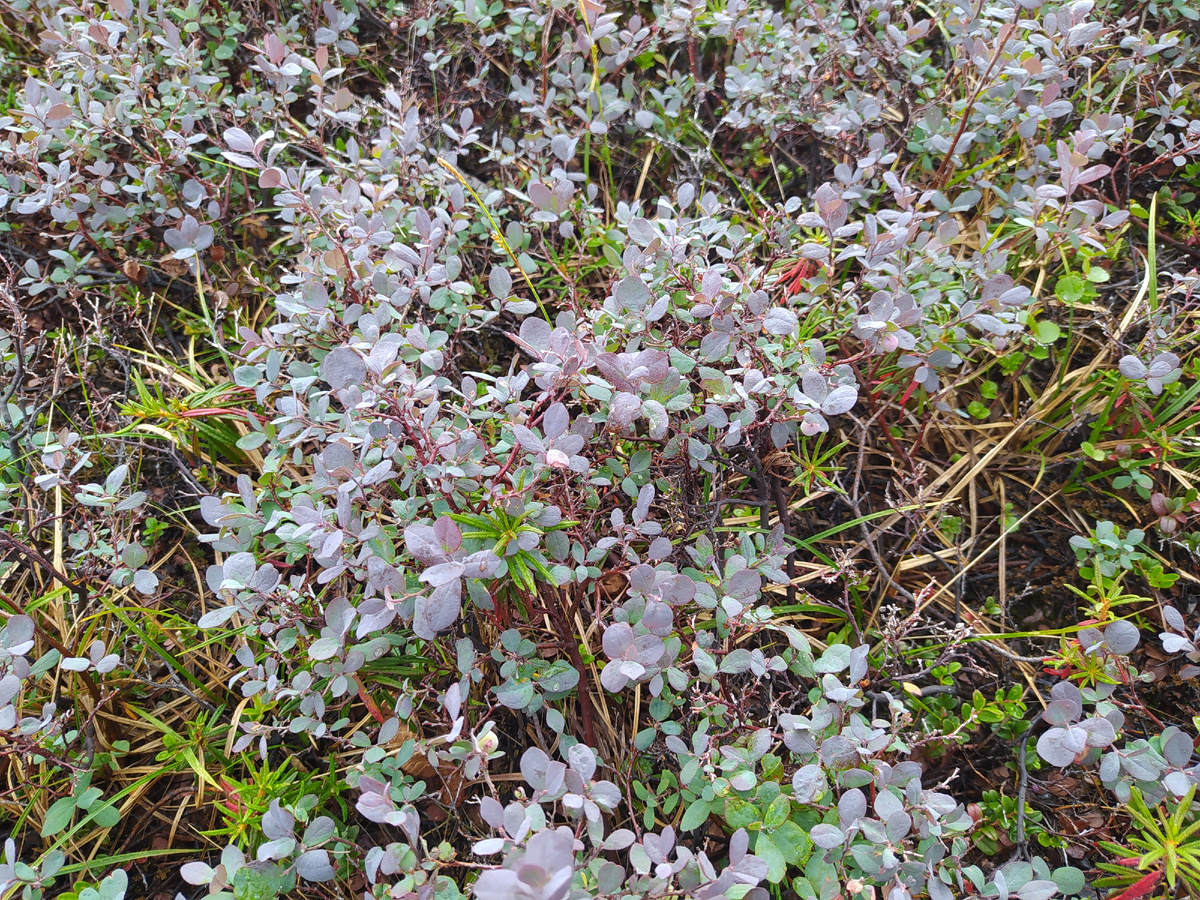 Моя любимая тундра)