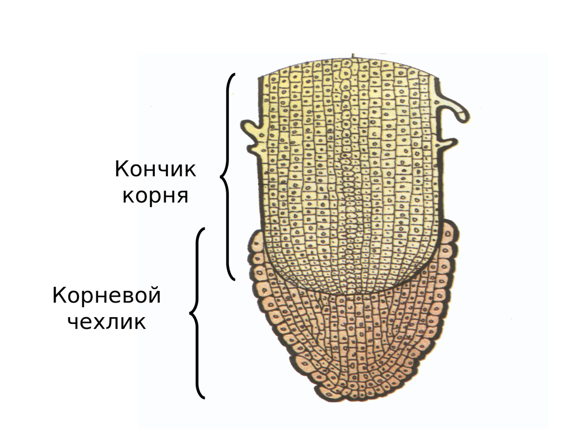 Эта картинка и все остальный изображения тканей - из учебника Сонина Н. И.