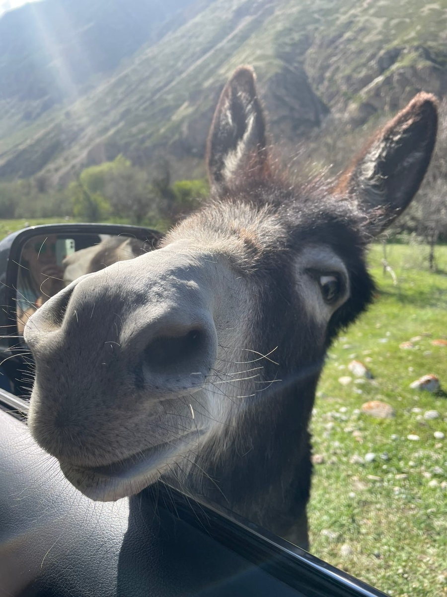 А что это вы тут делаете? Так нас встретила местная мафия при подъезде к Терсколу - село в 10 км от подножия Эльбруса, Баксанское ущелье, Приэьбрусье, Кабардино-Балкария, май, 2022