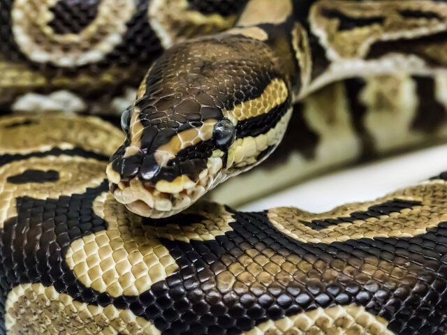    Фото: 123RF.com/darlenemunro