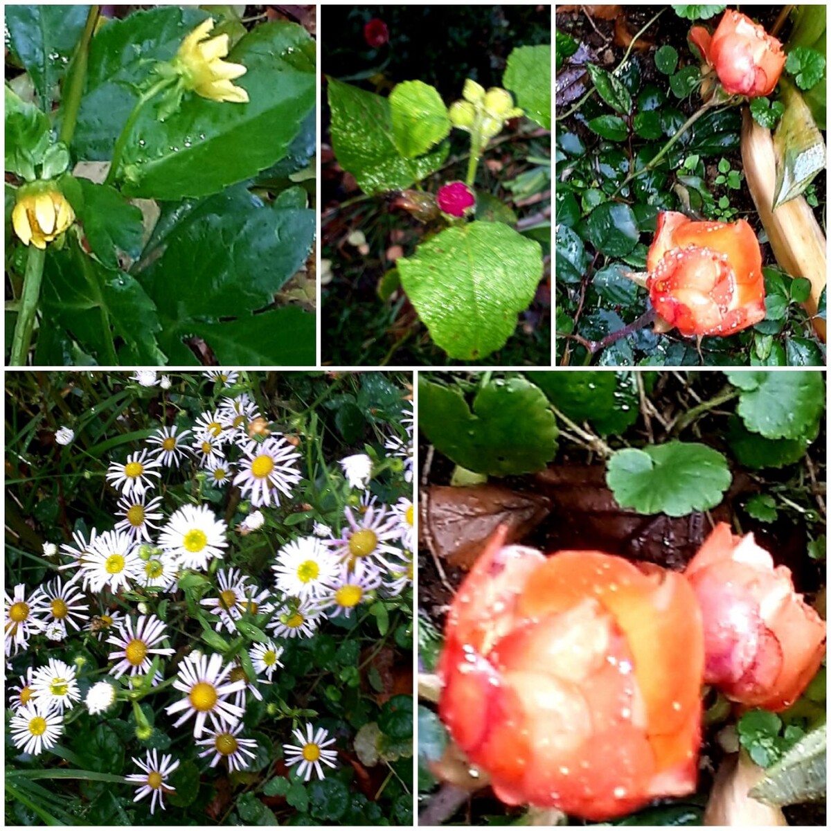 Коллаж автора статьи 31.10.2025г.