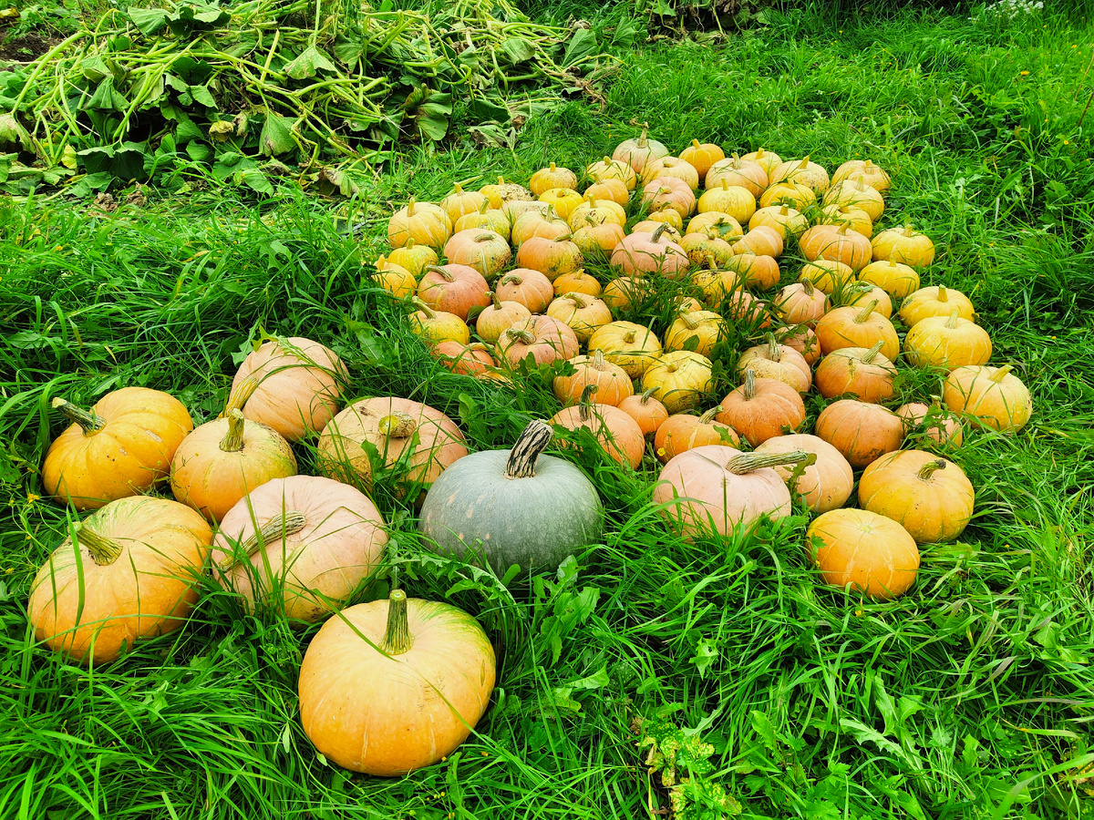 Урожай 2025. Фото канала "Будет Вкусно!" 