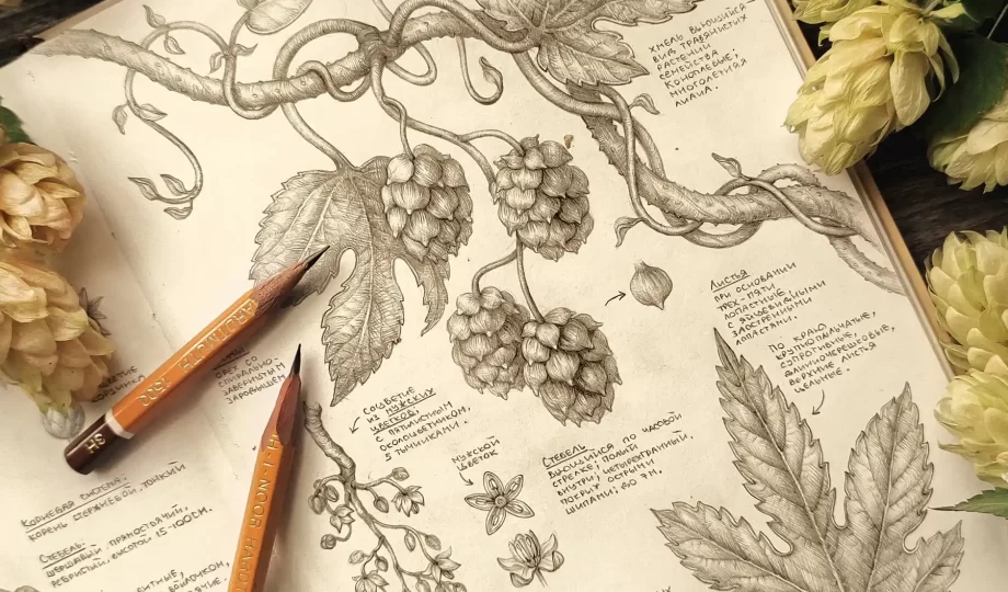 Хмель обыкновенный: Величественная лиана, плетущая историю