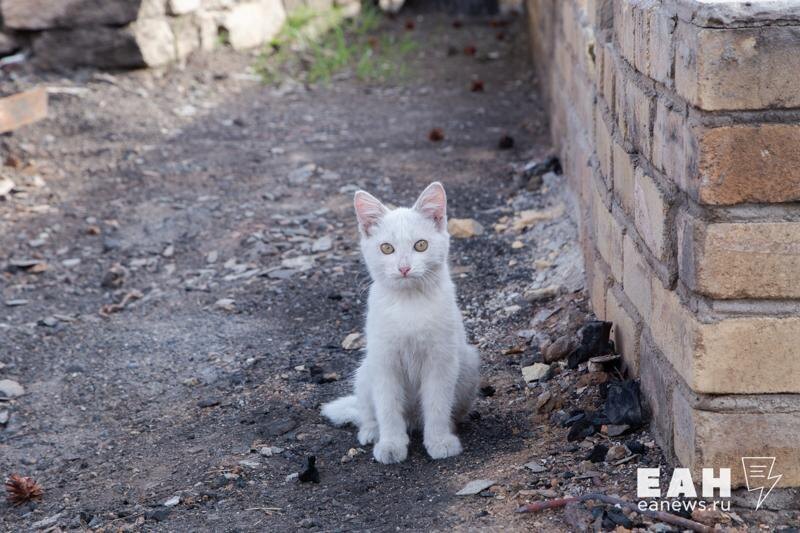   ЕАН. Кот в частном секторе