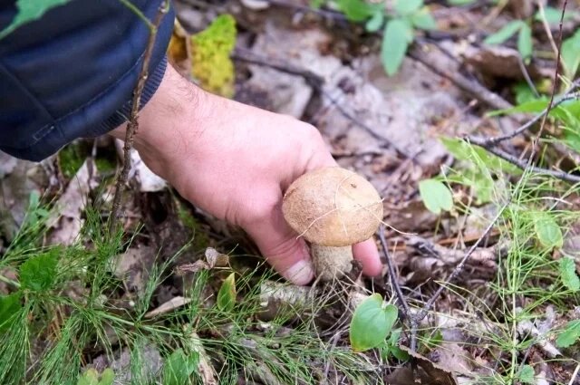    Как правильно собирать и готовить грибы, чтобы не отравиться?