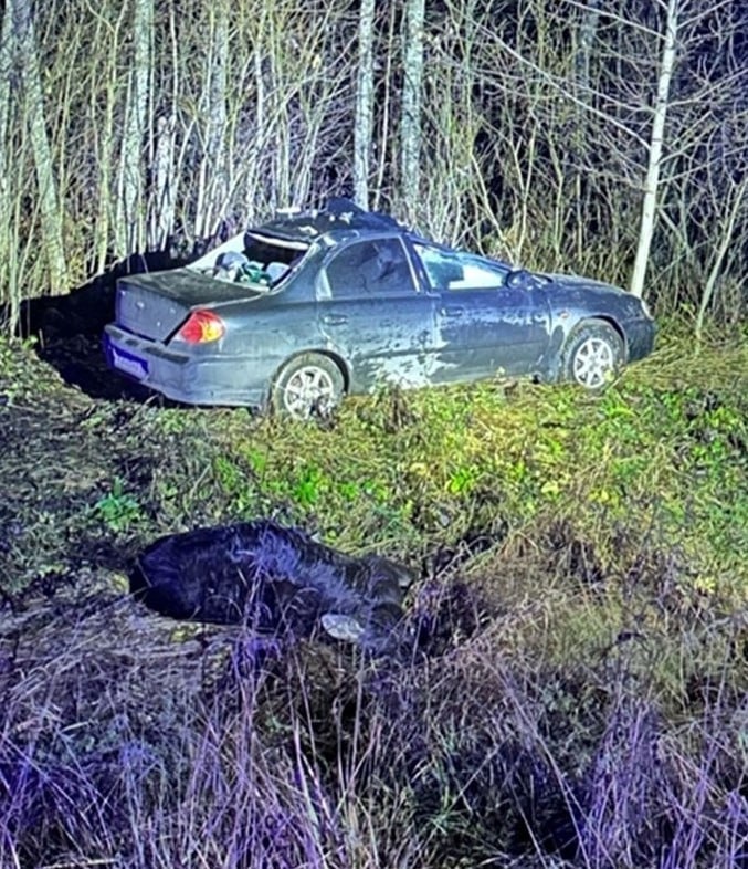 Автомобиль после столкновения с лосем
