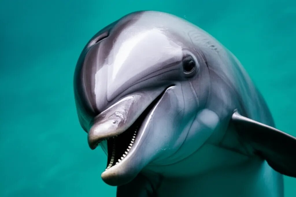    Опасны ли дельфины для человека? Михаил Обзоров