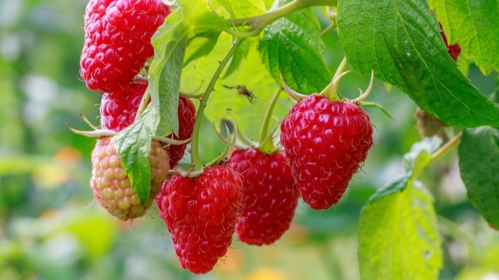 Правильно обрезанная ремонтантная малина плодоносит до первых заморозков