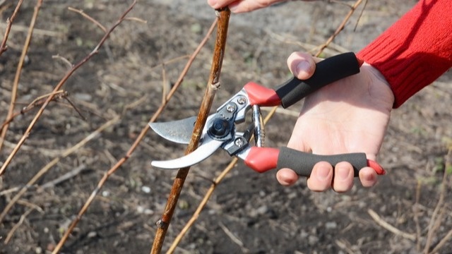 После первого приема остаются только продуктивные зеленые побеги с активным плодоношением