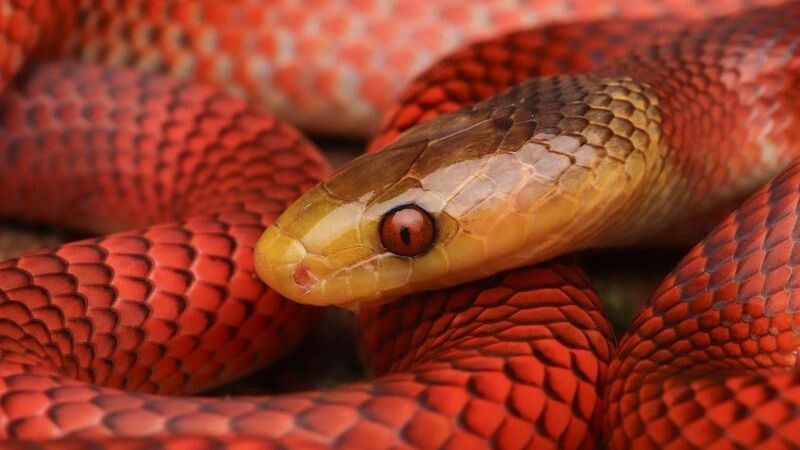    Фото: Herping_brasil/Shutterstock/Fotodom