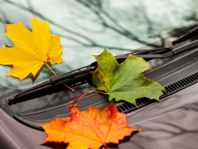    Фото: 123RF.com/vishark