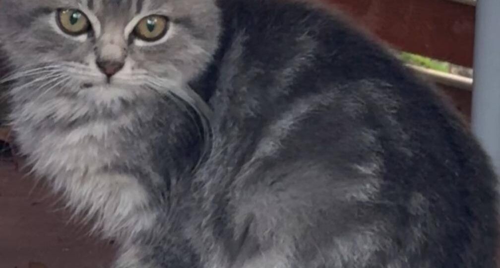 Друзья ! Сегодня я спасла этого котенка от гибели