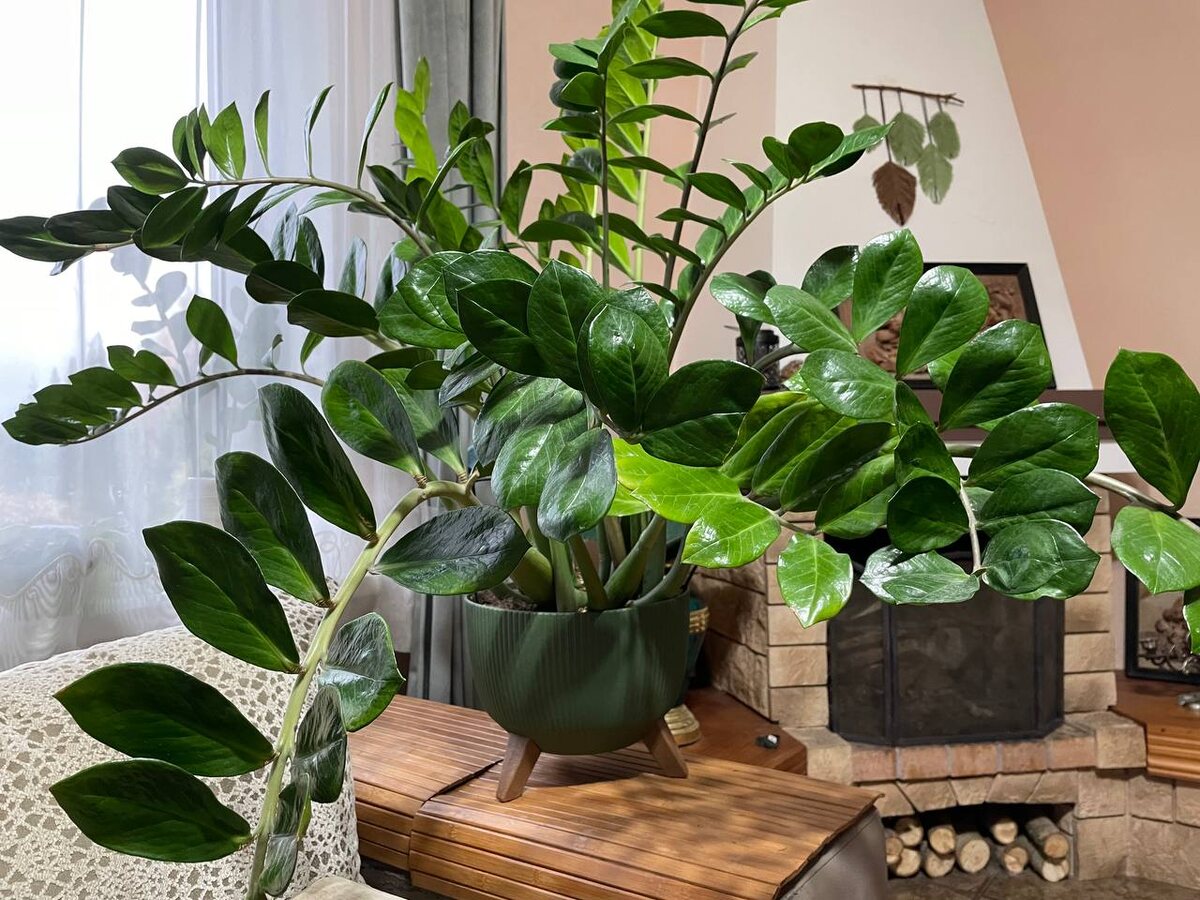 Замиокулькас. Фото автора 