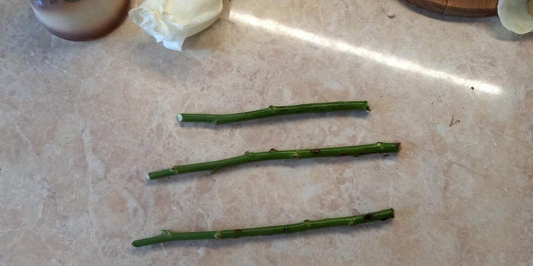 Взял 25 черенков роз для укоренения в домашних условиях. Один способ дал 80% приживаемости