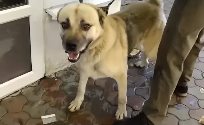    Алабай, напавший на женщину. Скриншот видео: ntv.ru