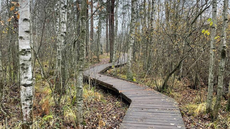 Сестрорецкое болото: природная красота рядом с Петербургом