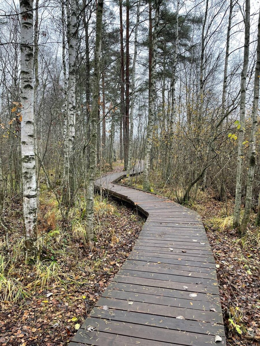 экотропа «Сестрорецкое болото»