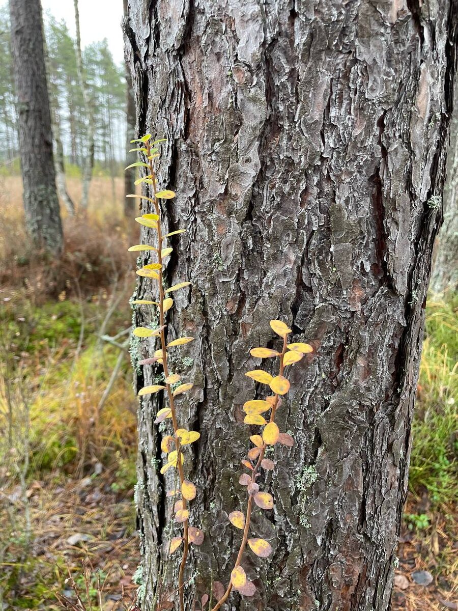 экотропа «Сестрорецкое болото»