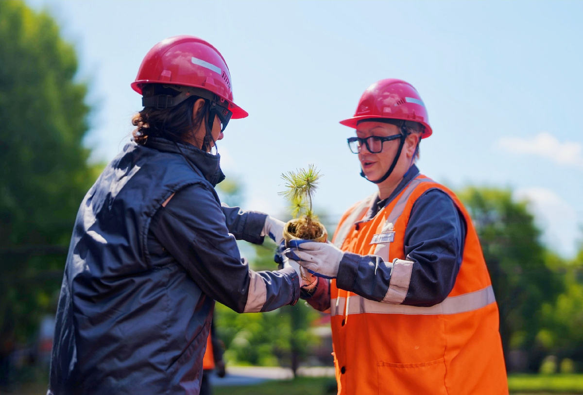 Для посадки экологи выбрали деревья, которые хорошо адаптируются к местному климату