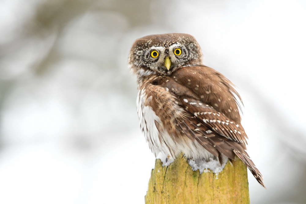 Пернатые командос Кремля