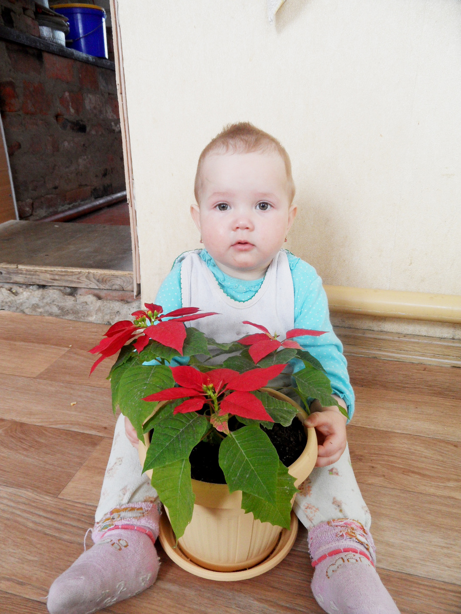 Вика и пуансетия