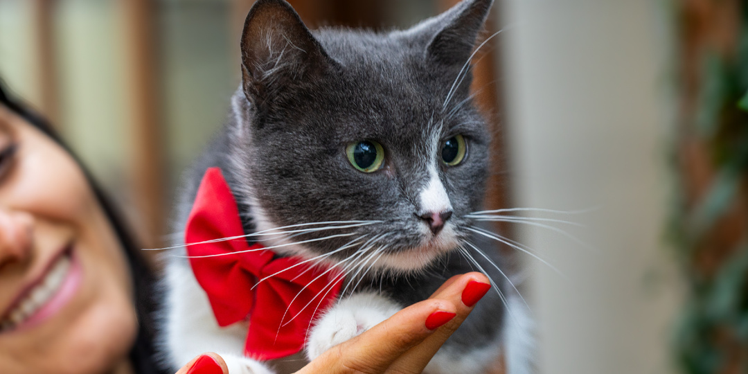 Мисси - подобраная с улицы мама кошка очень нуждается в семье.